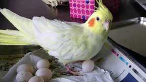 Какво да правя, ако korell разруши яйцето без мъж